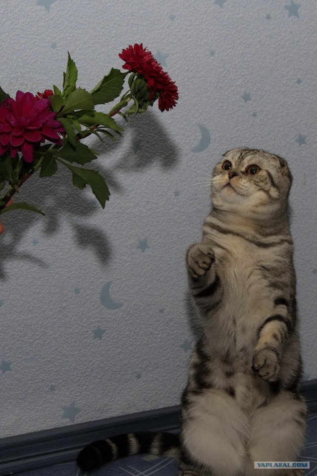 Первый котовторник октября
