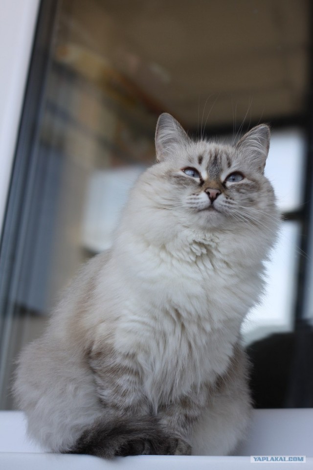 Котовторник! 08.11.11