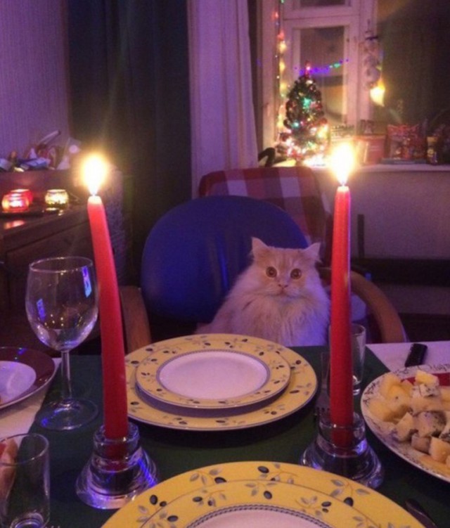 Прикольных котов пост