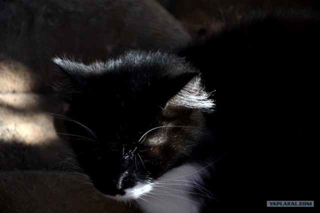 Котовторник 27.12.11