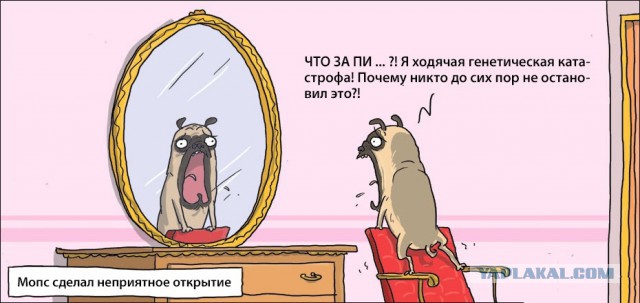 Нравы современного шкурья в виду отсутствия шаров у мужчин
