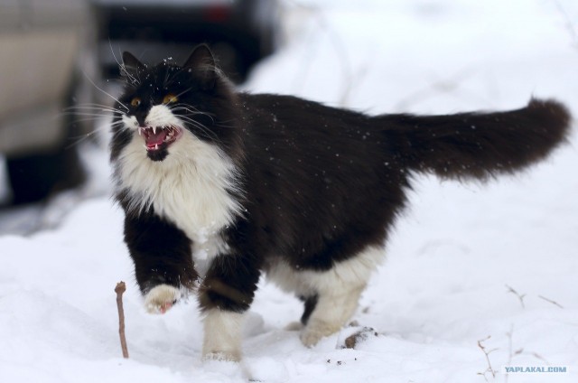 Котовторник (10.01.2012)