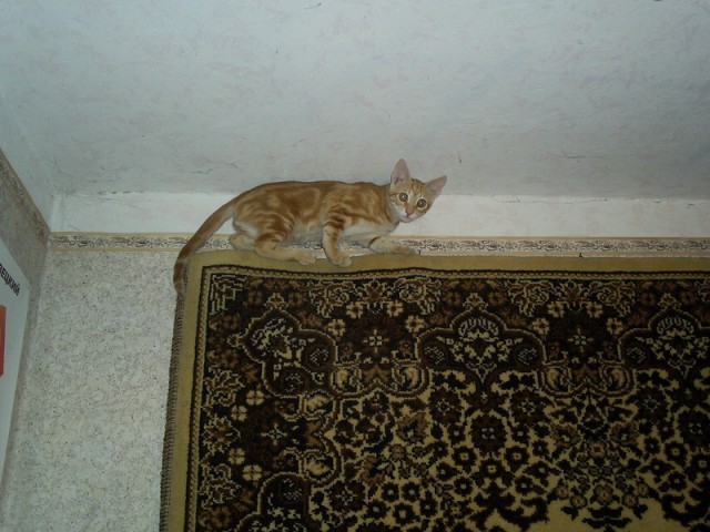 Котовторник 10.04.2012