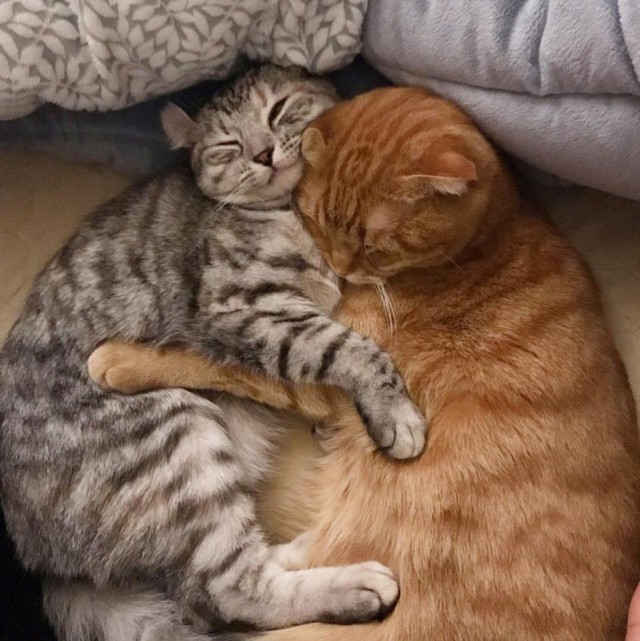 Прикольных котов пост