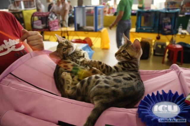 Котовторник 22.05.2012