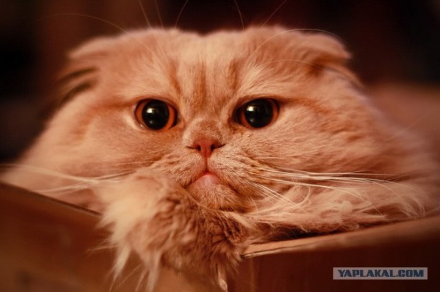 Котовторник 10. 07. 2012