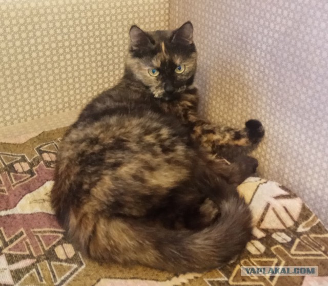 Котовторник 29.01.2019!