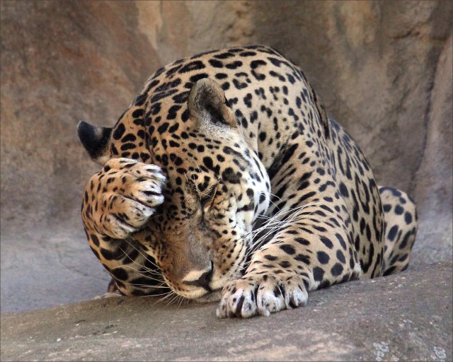 Дикий котовторник