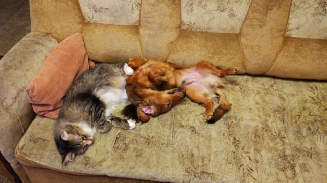 Уже не котовторник, но еще и не собакочетверг