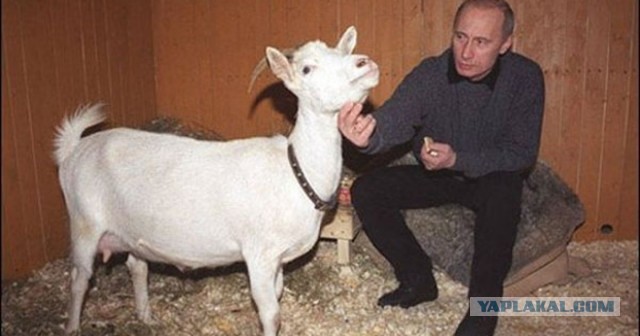Какое-то животное избило козла на пляже из-за съеденных чипсов