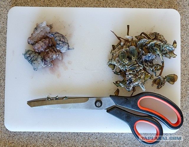 Биск из речных раков