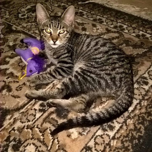 Забавные фото котеек
