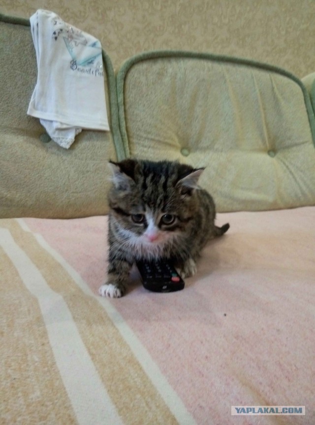 Невероятный улов на подводной охоте