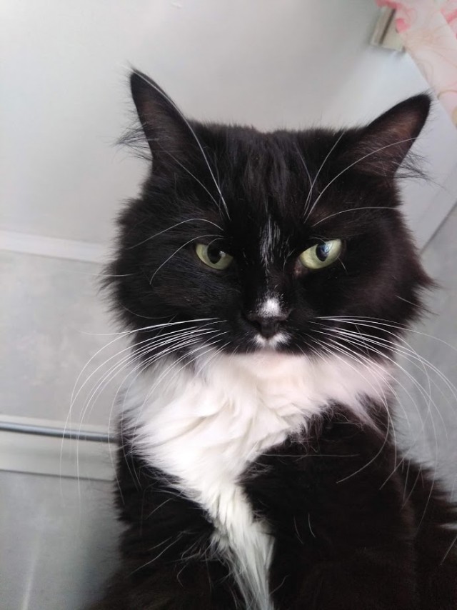 Давайте по котикам, которые с нами на самоизоляции