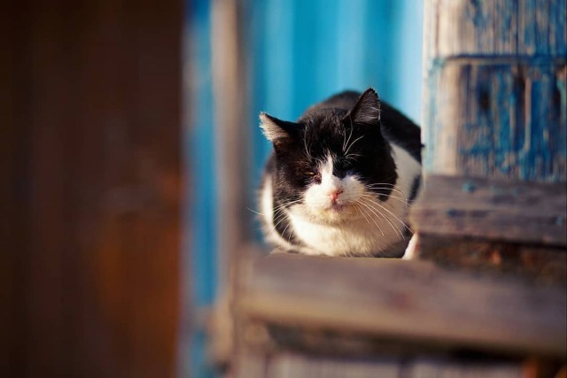 Деревенские котейки