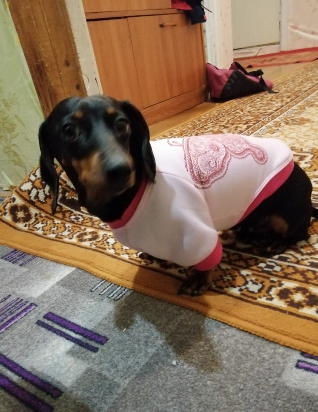 К собакочетвергу