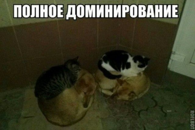 Россия – кошачья сверхдержава
