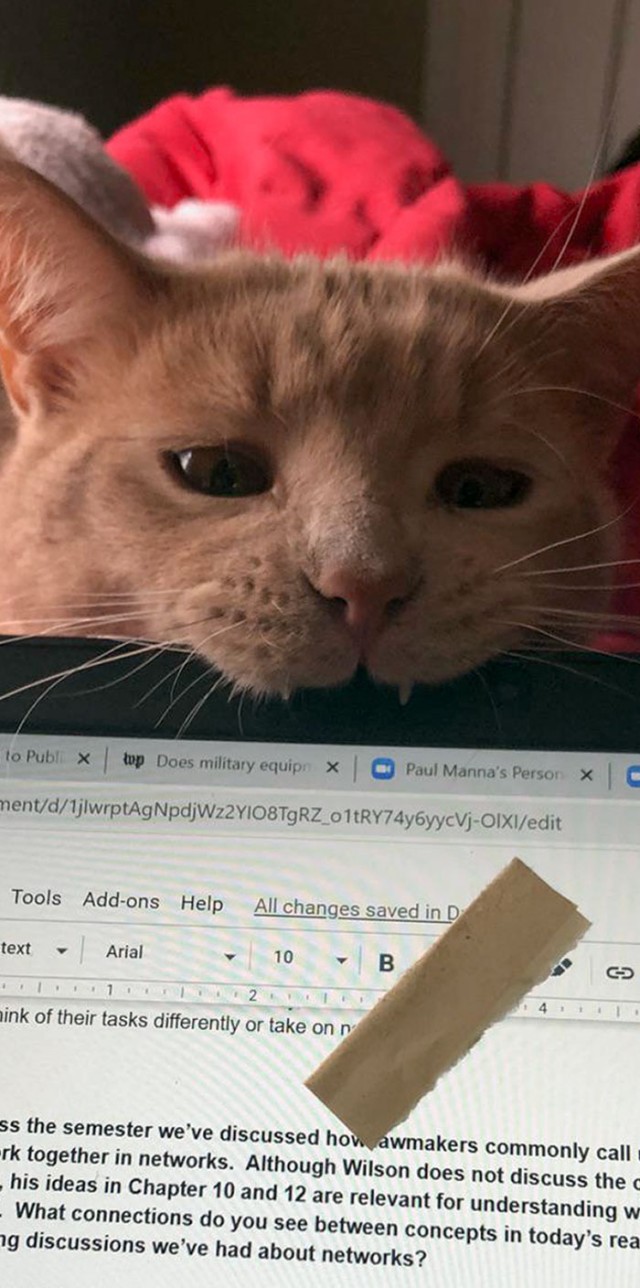 Фотографии, которые доказывают, что кошки самые большие сволочи