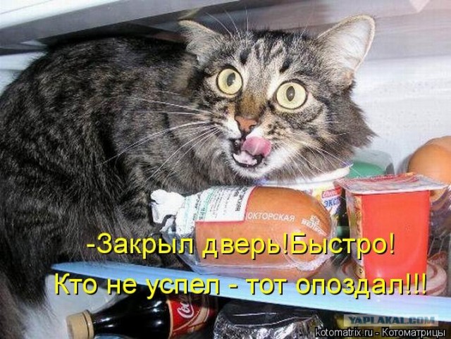 Обман котейки