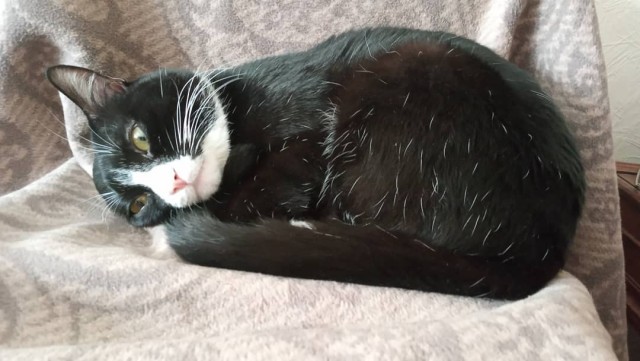 Котовторник 09.02.21. Свежие котики от Нарвского.