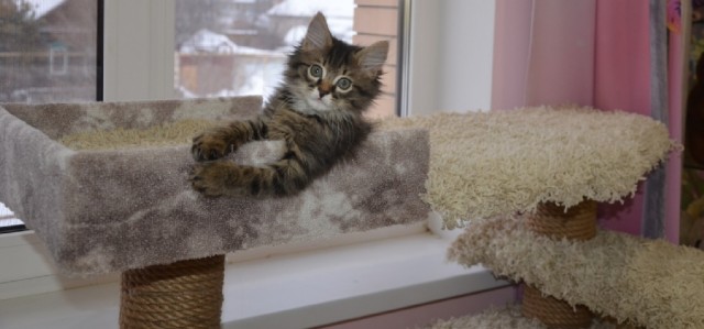 Домик для котейки