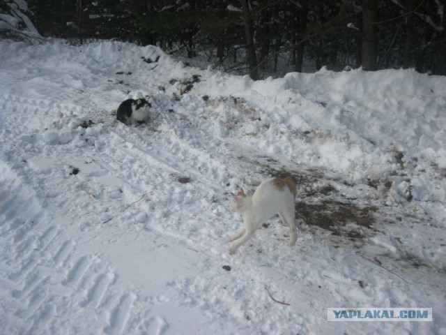 Жизнь домашнего приюта для котеек 330