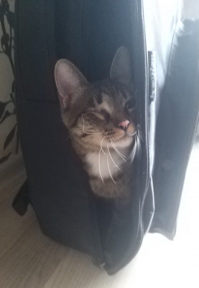 Вторник. Кото-вторник...