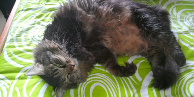 С котовторником!
