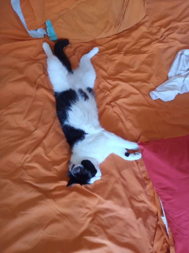 Хоба! Котовторник!