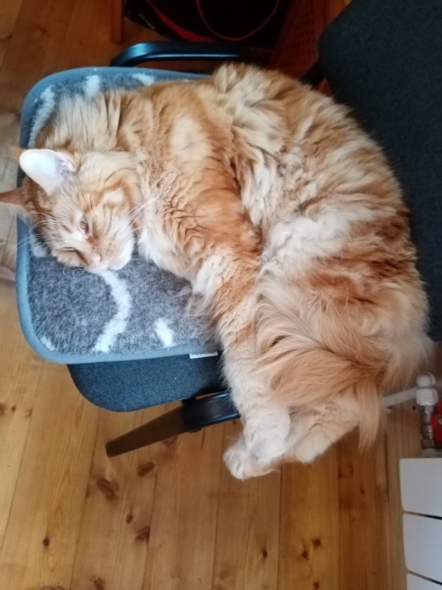 Котовторник так котовторник