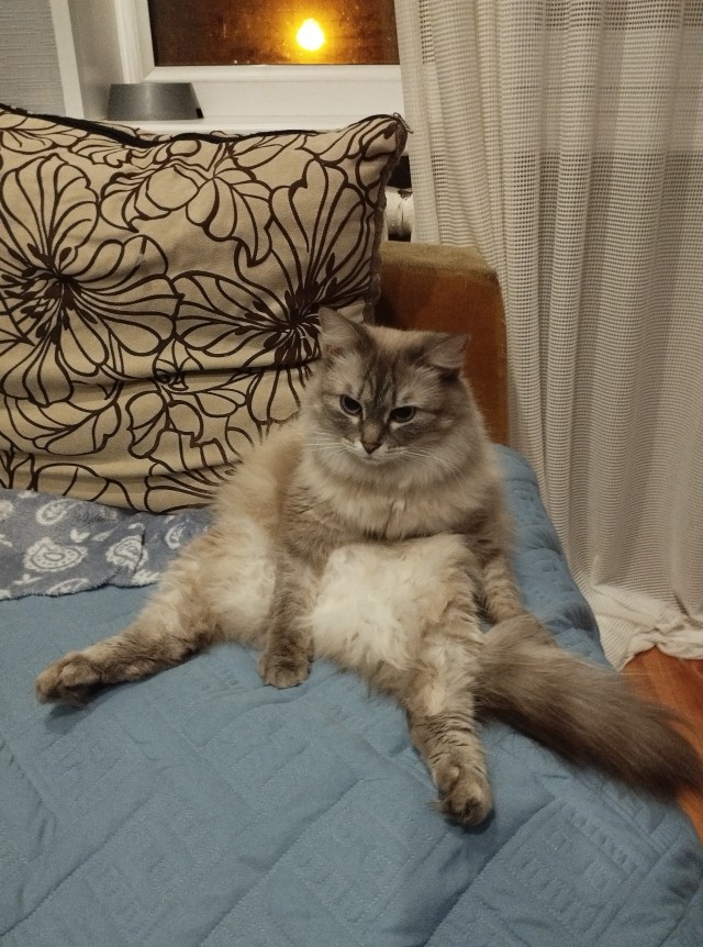 Котовторник ведь начался!