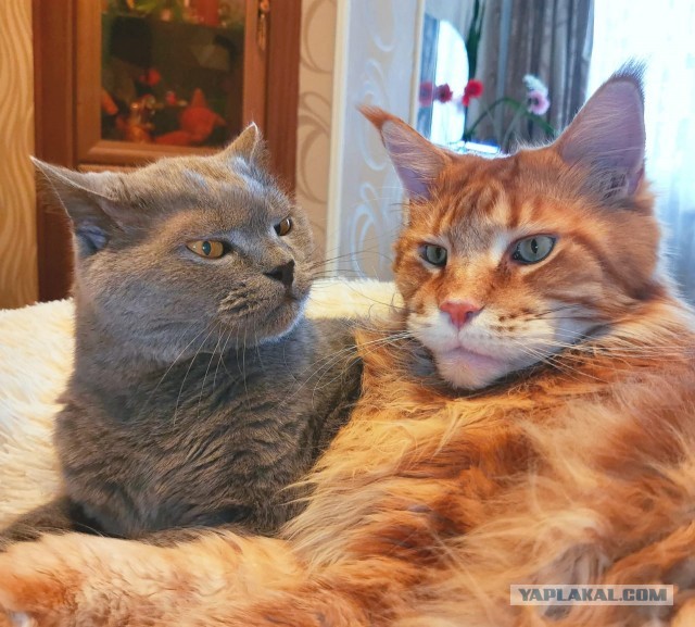Начну котовторник чуть раньше!