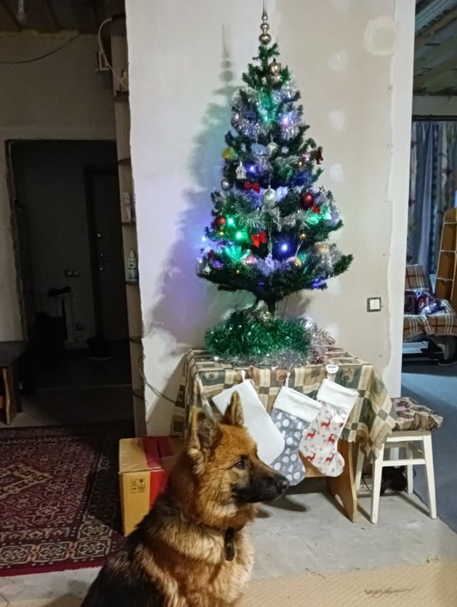 Выкладывайте свои елки!
