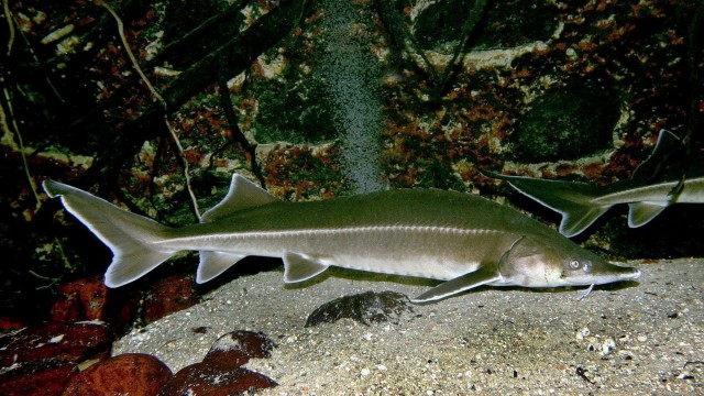 Бестер: Гибрид белуги и стерляди от советских селекционеров. Он оказался лучше родителей почти во всём!