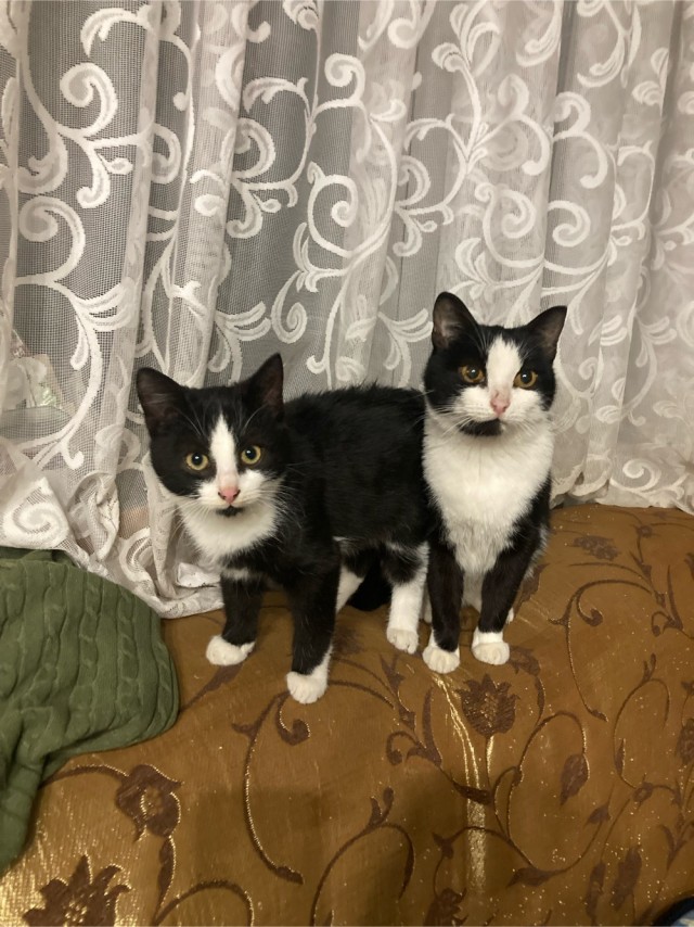 К котовторнику