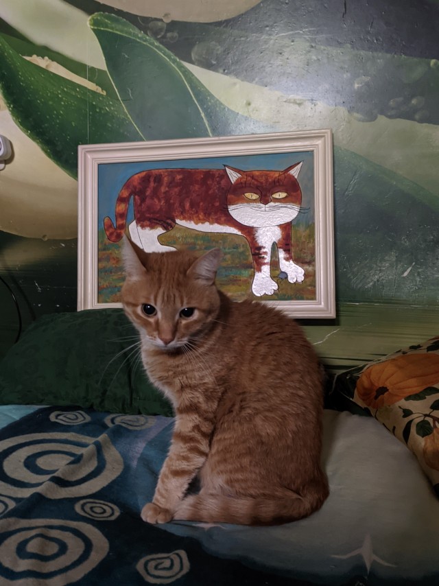 Коточетверг!