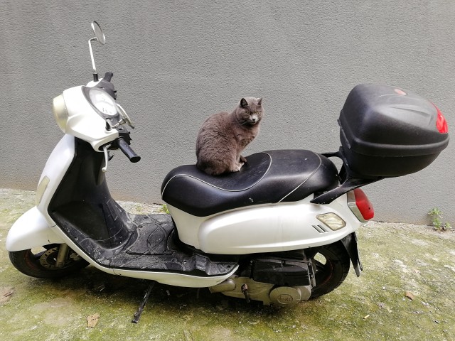 Котики Стамбула