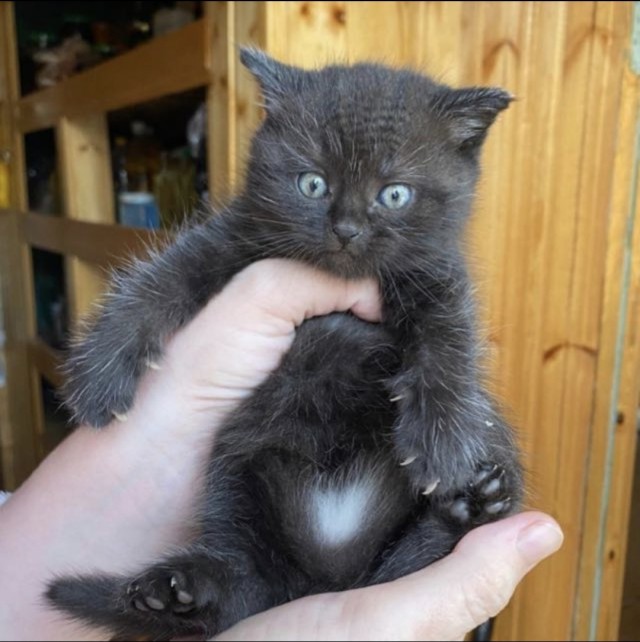 Начинаем котофторник?