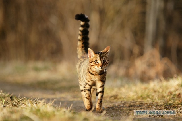 Котовторник 16.04.2013