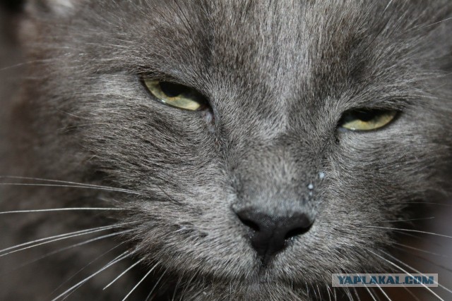 Котовторник 16.04.2013