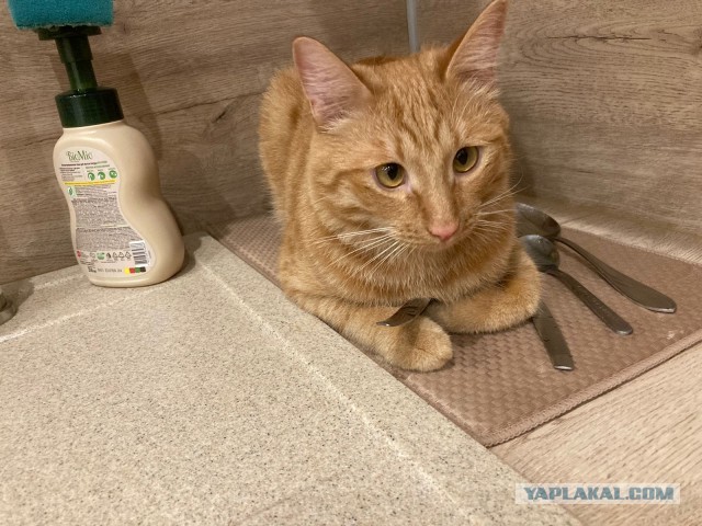 Котовторник Рыжих