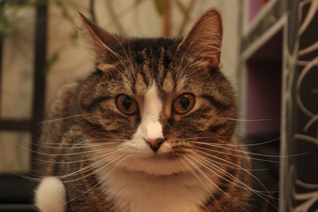 На святое покусилась⁠⁠