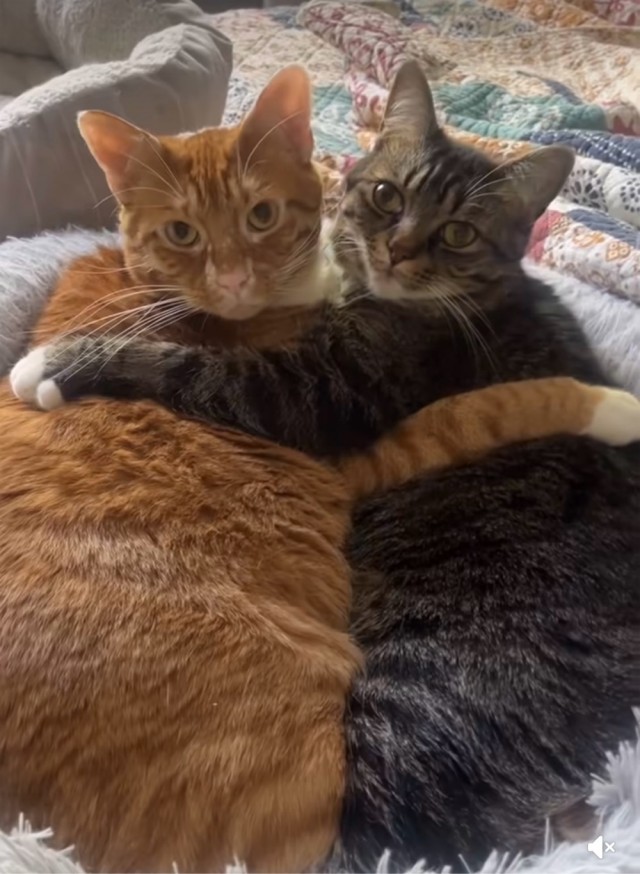 Котовтоник в картинках