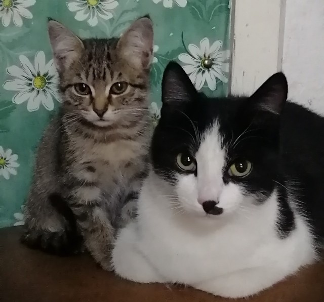 Прикольные морды котов псов к настроению...