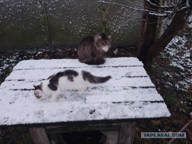 Жизнь домашнего приюта для котеек 521