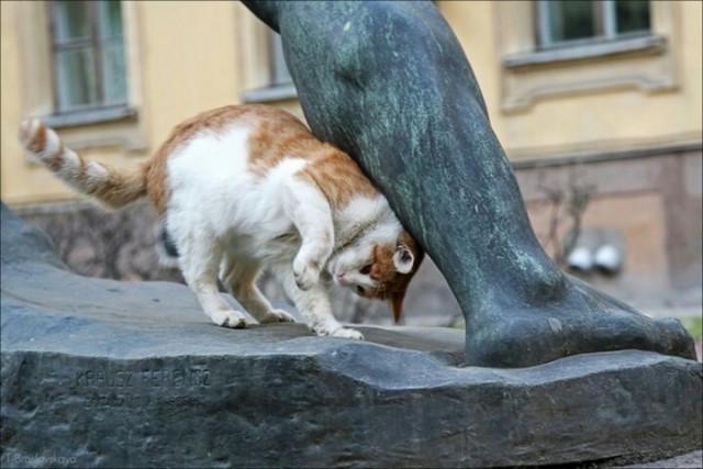 Кошки на развалинах города Помпеи