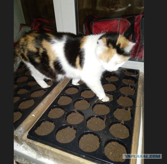 Беда, печаль