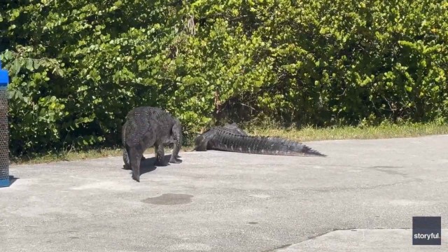 Южная Флорида, разборки рептилий