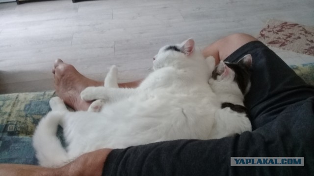 Спящий кот