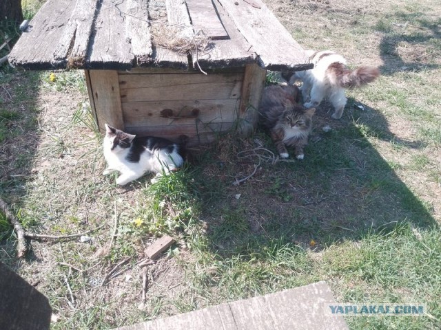 Жизнь домашнего приюта для котеек 542